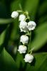 Lily of the Valley Plant: Dens betydning og hvorfor den er giftig
