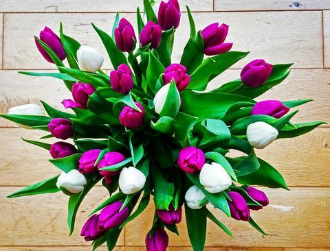 Høydevinkelsikt av fargerike tulipaner i vase