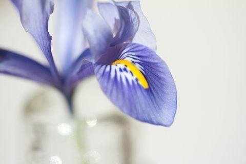 Makro skutt av fersk blå iris i vase