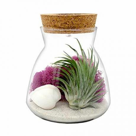 Glass Air Plant Terrarium Kit