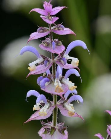 salvia blomst