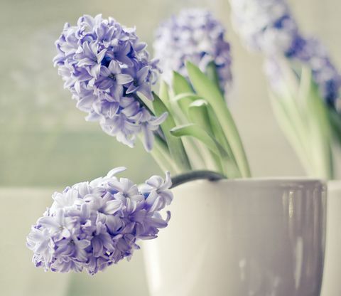 Lilla Hyacinth blomster i myk grå gryte