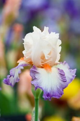 nærbilde av blomsten av iris folie douce cayeux