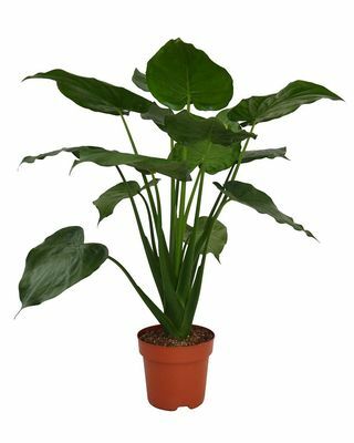 Alocasia Cuculata stueplante