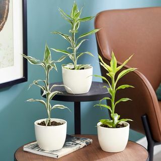 Dracaena-samling etter planteteori | 35 cm Victory, Yellow Gold & White Stripe Dracaenas | 3x 9cm Potter