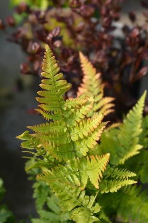 høst bregne latin navn dryopteris erythrosora