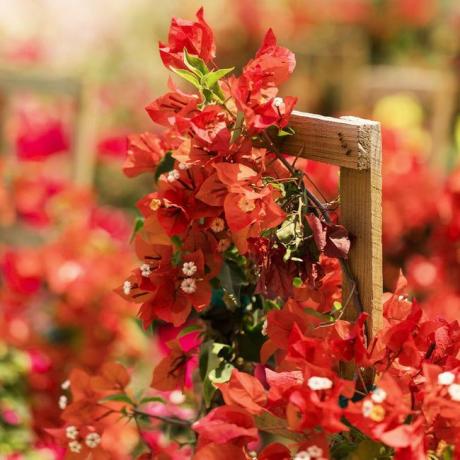 Bougainvillea 'Sundown Orange'