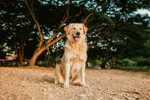 golden retriever smiler