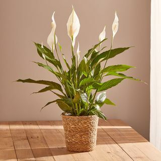 Peace Lily Plant