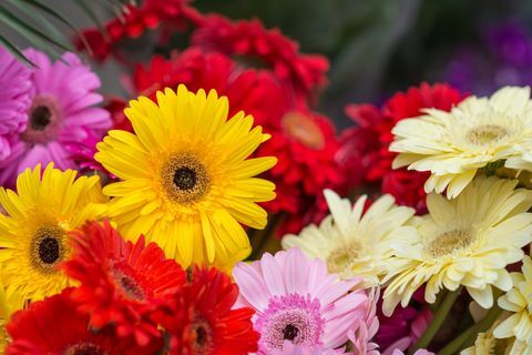 Gerbera blomster vor salg på markedet