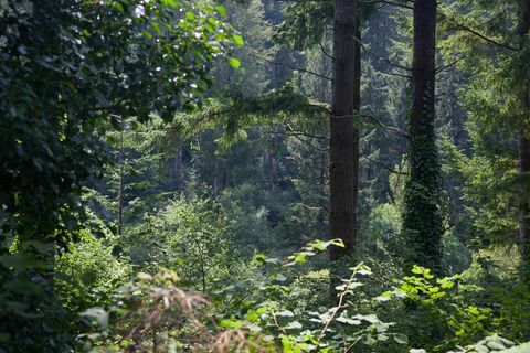 Vakre skoger i Storbritannia for å prøve Forest Bathing