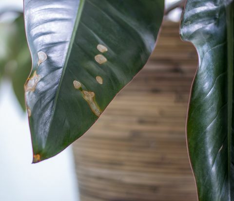 gulfarging flekker på blader på potteplante sykehus plante dehydrering plante ved å gi for lite vann