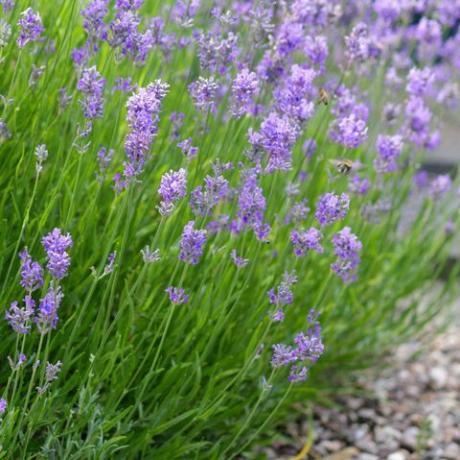 arkivfoto, av, nærbilde, voksende, blek lilla, lilla, lavendelblomster, med, uskarp, blomst, bakgrunn, inn, sommer, blomstrende, engelsk og franske lavender flerårige busker som vokser i solrik hage i full sol, lavandula sort augustifolia officinalis med honning bier