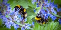 Hvordan vi kan redde menneskeløp med sukker og vannblanding - redd biene
