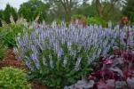 Chelsea Flower Show: Mulberry 'Charlotte Russe' kåret til 2017 Plant of the Year