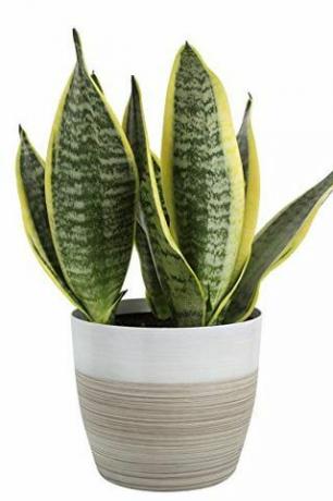 Slangeplante (Sansevieria)