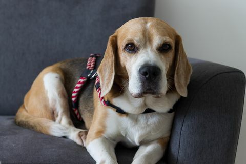 beaglehund