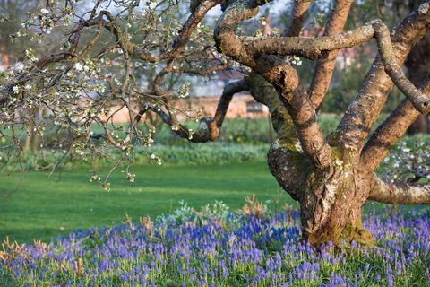 Muscari blomster i Seven Acers, RHS Wisley Garden