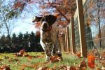 De 10 mest populære hunderaser ifølge American Kennel Club
