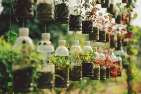 Planter som vokser i plastflasker som henger i hagen