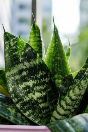 sansevieria trifasciata eller slangeplante i potte på terrassesameie