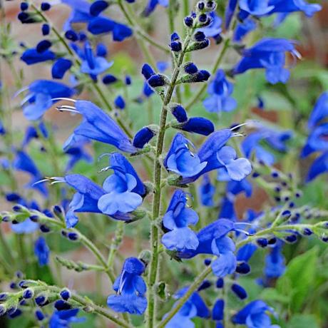 Salvia sagittata x 'Blue Butterflies'