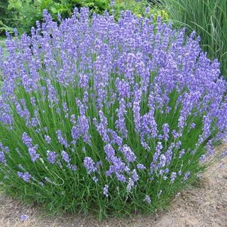 Lavendel