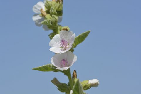 Marsh-engeplante - blå himmel