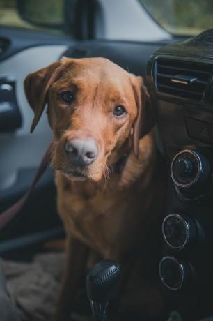 hund i bilen