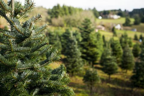 Trær på juletre gård