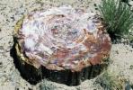Bernhardts Pierre Noire spisebord er 100 millioner år gammelt