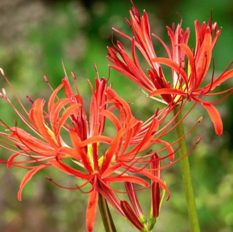kantplante, nærbilde av vakre, livlige røde neriner som blomstrer på en solrik dag i en landhage om sommeren, også kjent som juvellilje, neriner gjør en slående visning i sensommerhagen