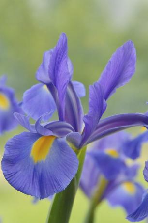 Blomster som blomstrer i juli