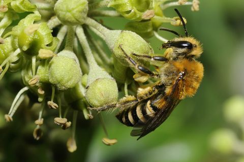 Bee på eføy blomster