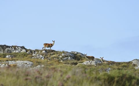 Fearna Lodge til salgs