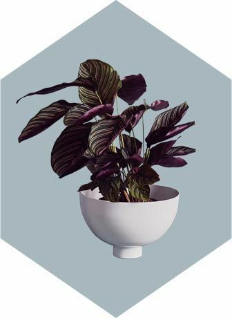 Luna Planter