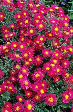 aster winston s churchill, michaelmas tusenfryd, asters