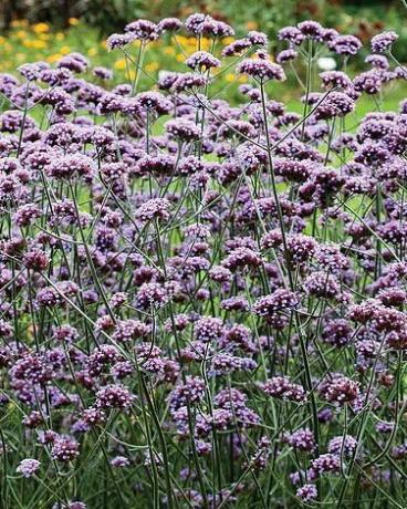 Verbena bonariensis