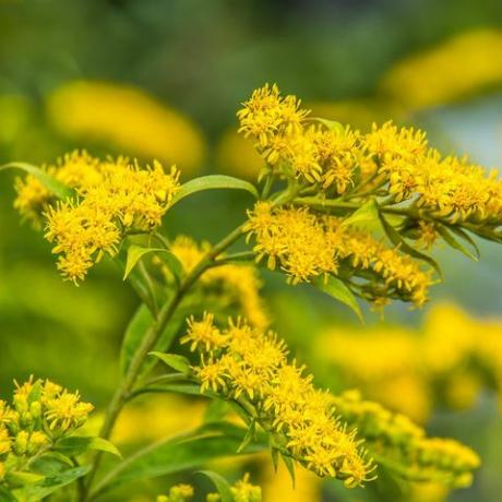 solidago canadensis canadian goldenrod gule sommerblomster medisinplante
