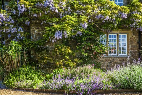 Kinesisk wisteria sinensis blomstrer rundt det gløggede vinduet på en georgiansk hytte