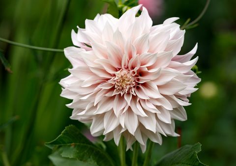 dahlia ‘cafe au lait’ plante som vokser i sommerhushage