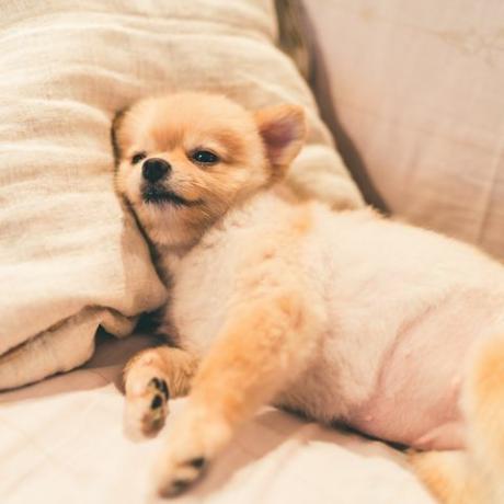 pomeranian, hund, soving, på, pute, på sengen, med, kopi, space
