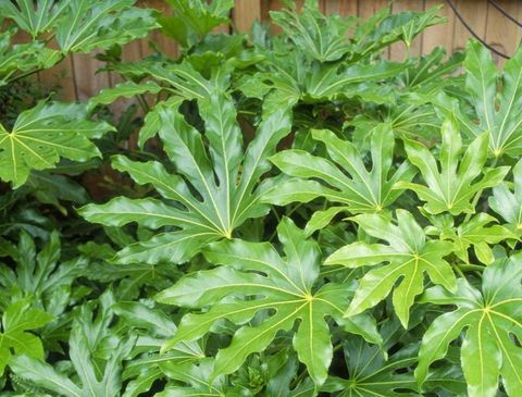 tropiske-planter-Fatsia-japonica