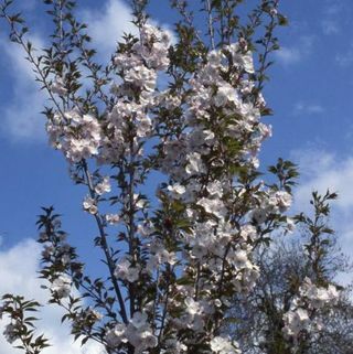 'Sunset Boulevard' Cherry Blossom Tree