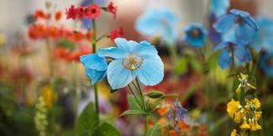 Forhåndsvis Day Of The 2017 Chelsea Flower Show