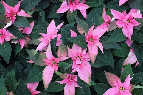 Pink Poinsettia, eksklusivt for Wyevale hagesentre