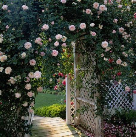 Pergola dekket av krypende blomster