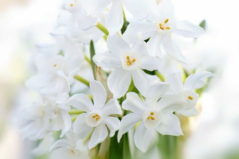 "Papirhvite" påskeliljer - Narcissus panizzianus hvit Vårblomstrende påskeliljer