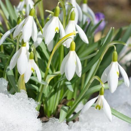 Galanthus woronowii snøklokke