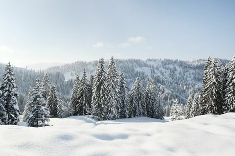 Snødekt landskap og eviggrønne i Tyskland